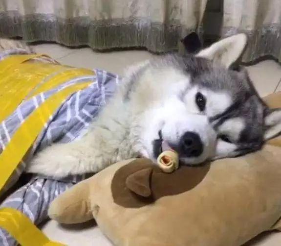 娱乐吃瓜酱哈士奇不拆家,娱乐吃瓜酱带你揭秘狗狗的神奇魅力